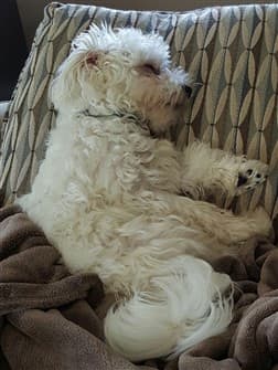 maltese-tired